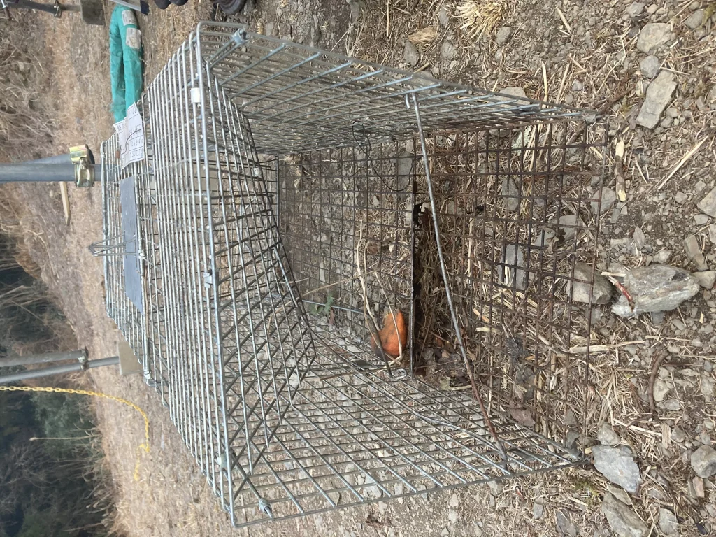 スタンダードな箱罠