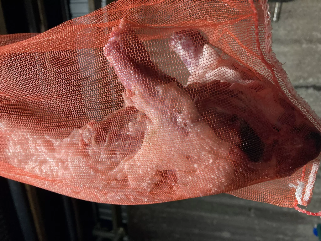 乾燥熟成ハクビシン