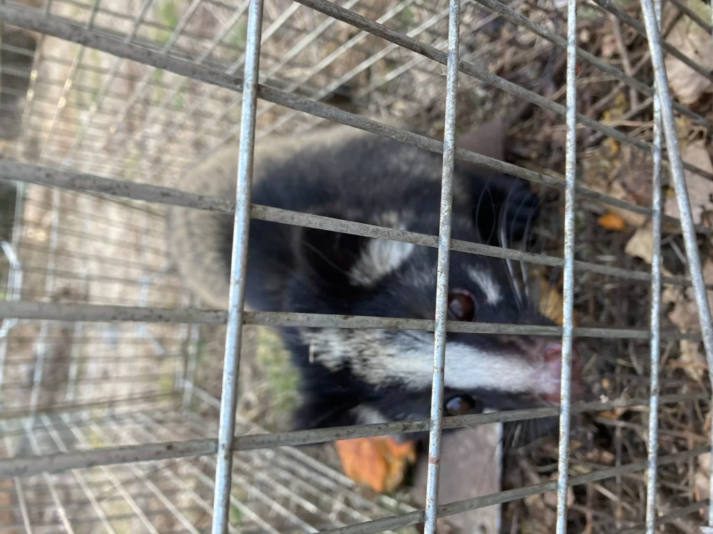 エサとハクビシン