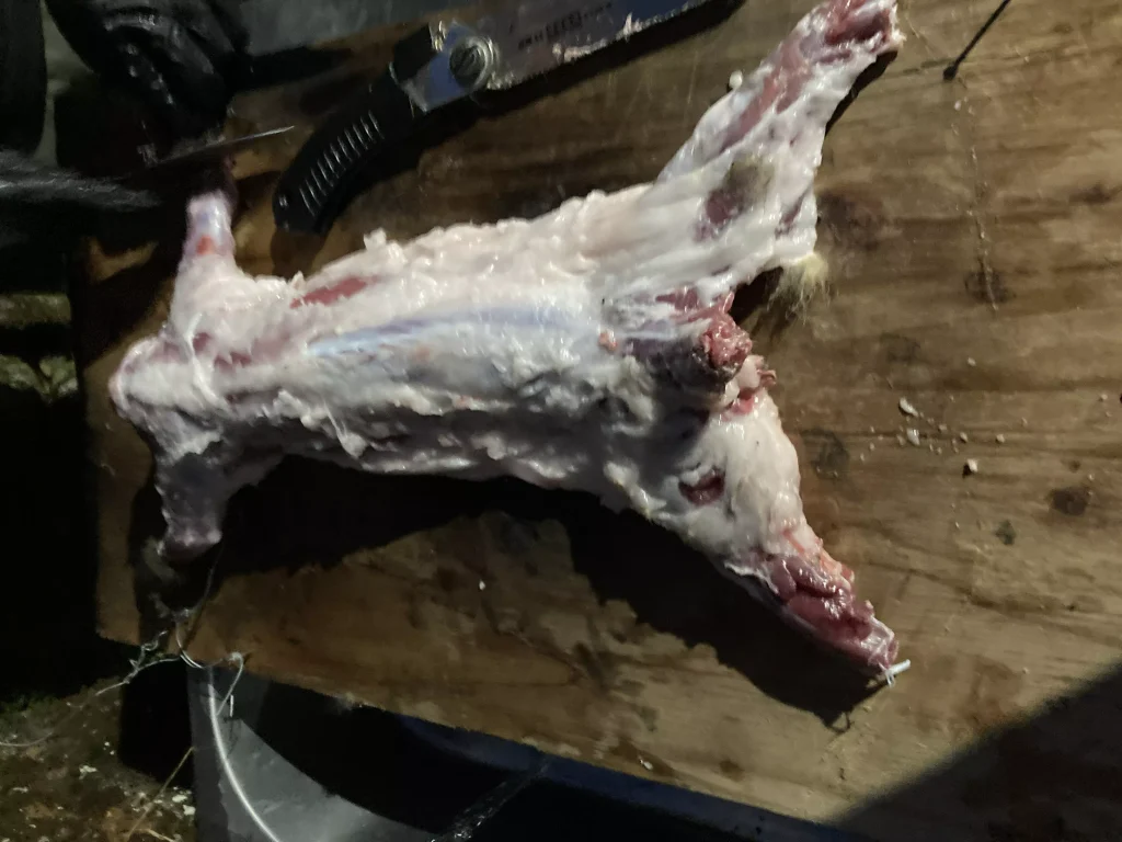 精肉されたハクビシン