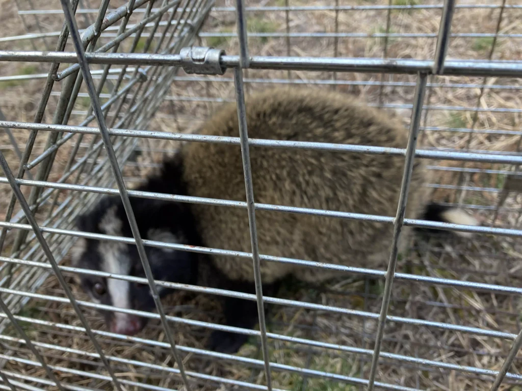 メスのハクビシン