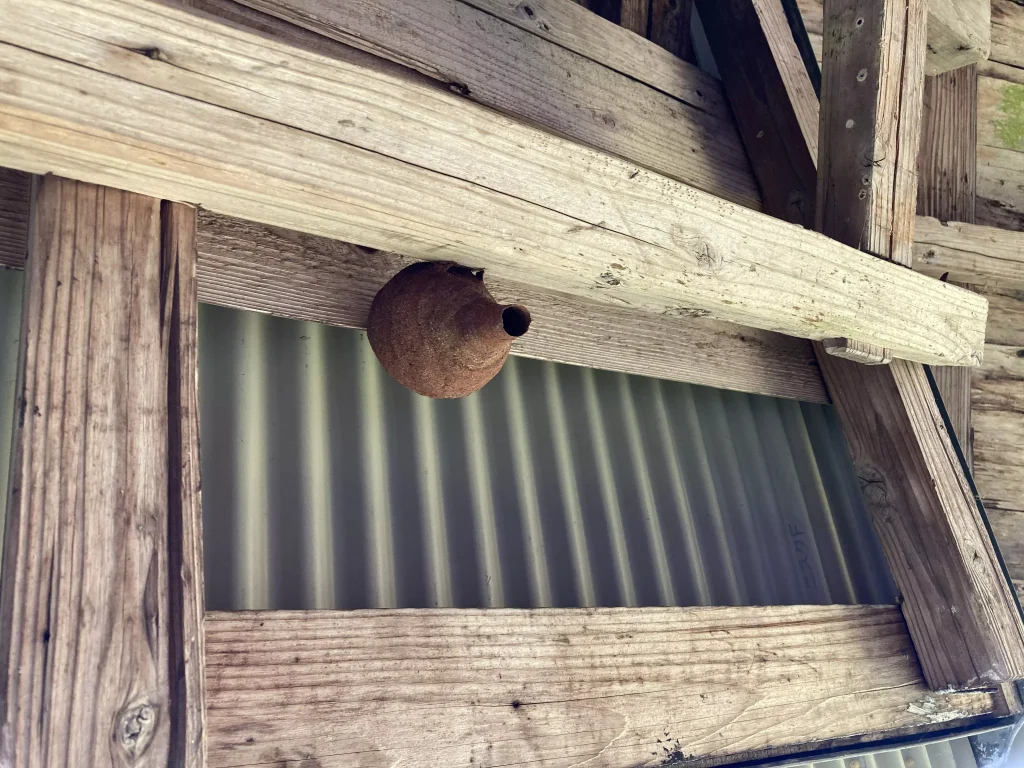 カメムシの意外な住居