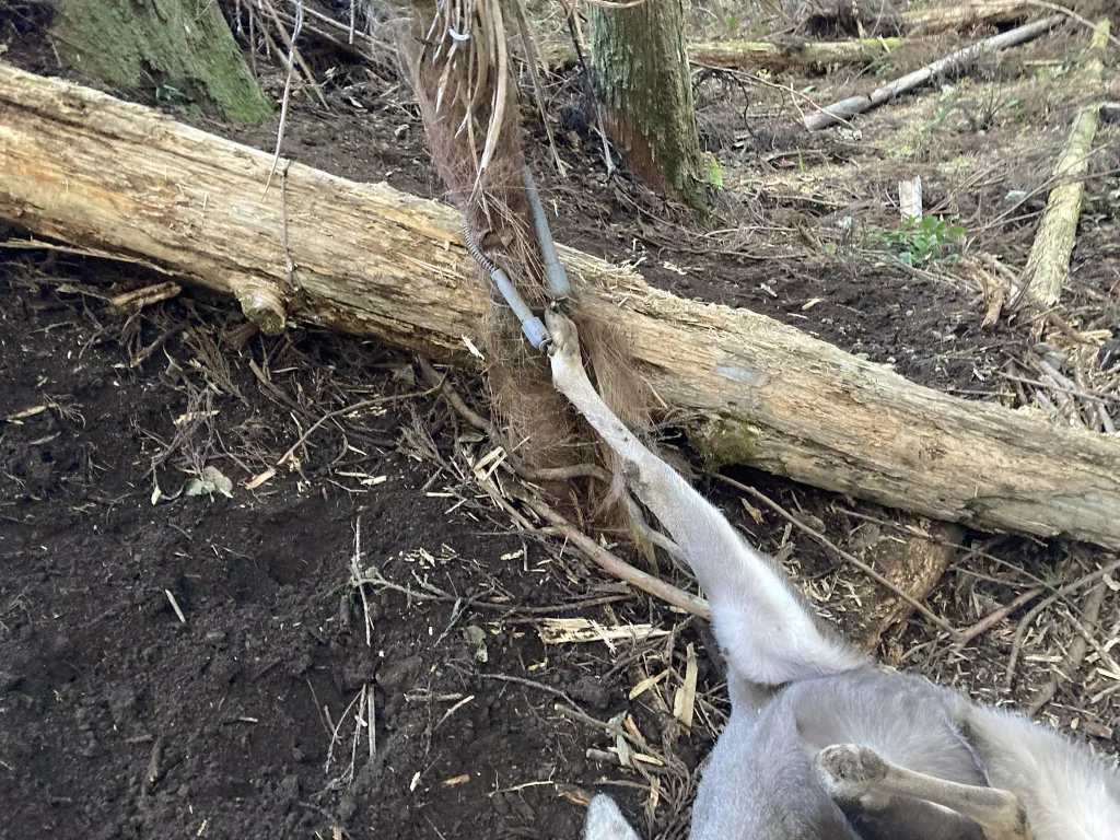 罠にかかった鹿