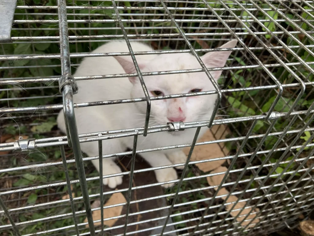 箱罠にかかった猫