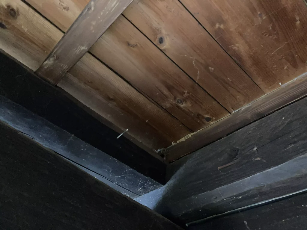 如何にもカメムシが隠れていそうな天井