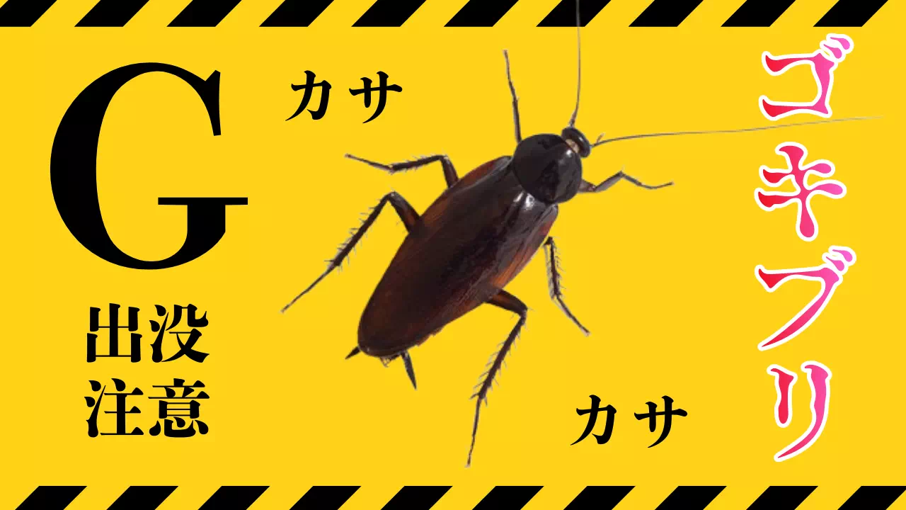 ゴキブリVS就寝