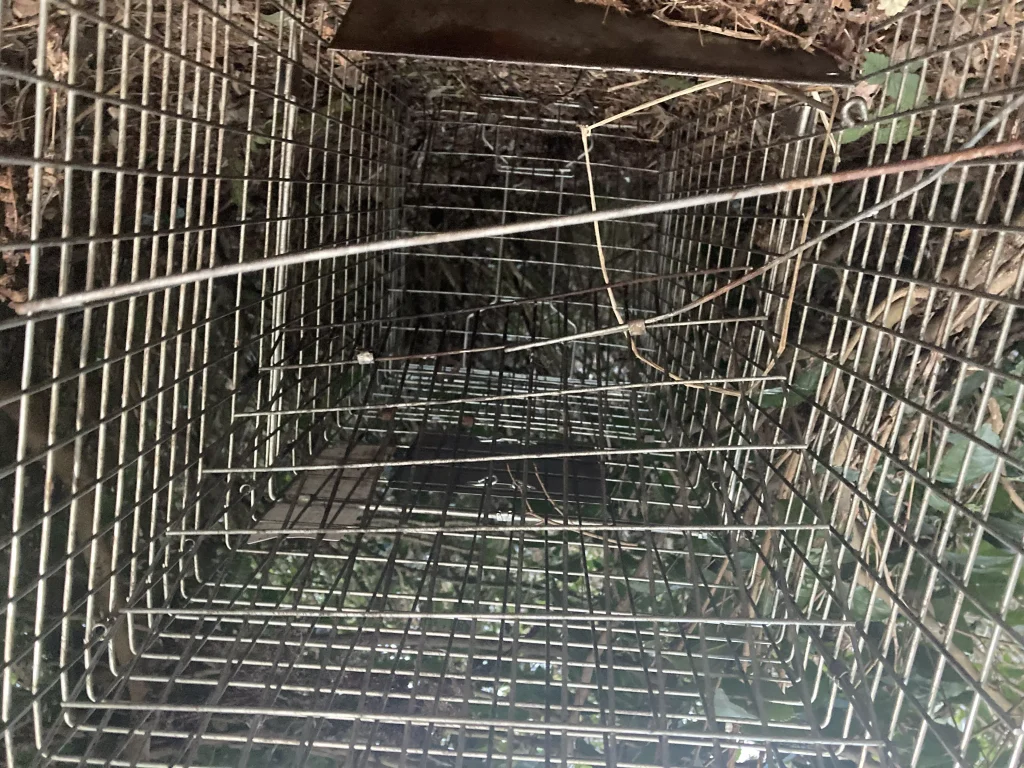 箱罠のトリガー