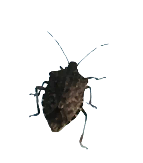 カメムシと部屋