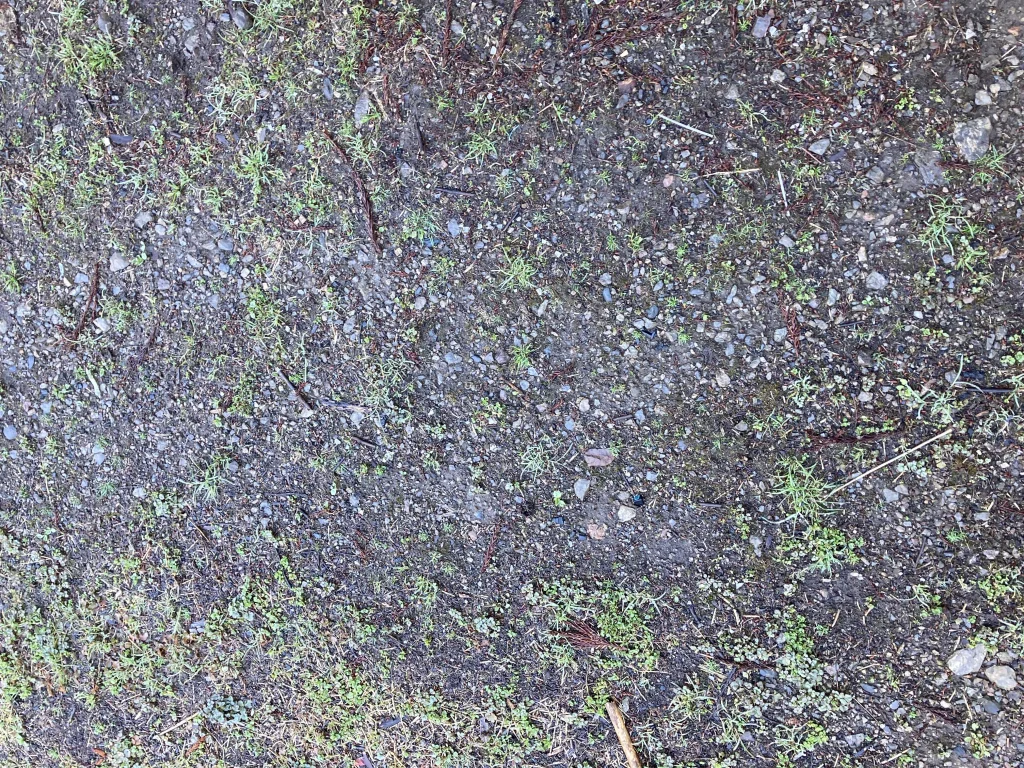 整地された地面