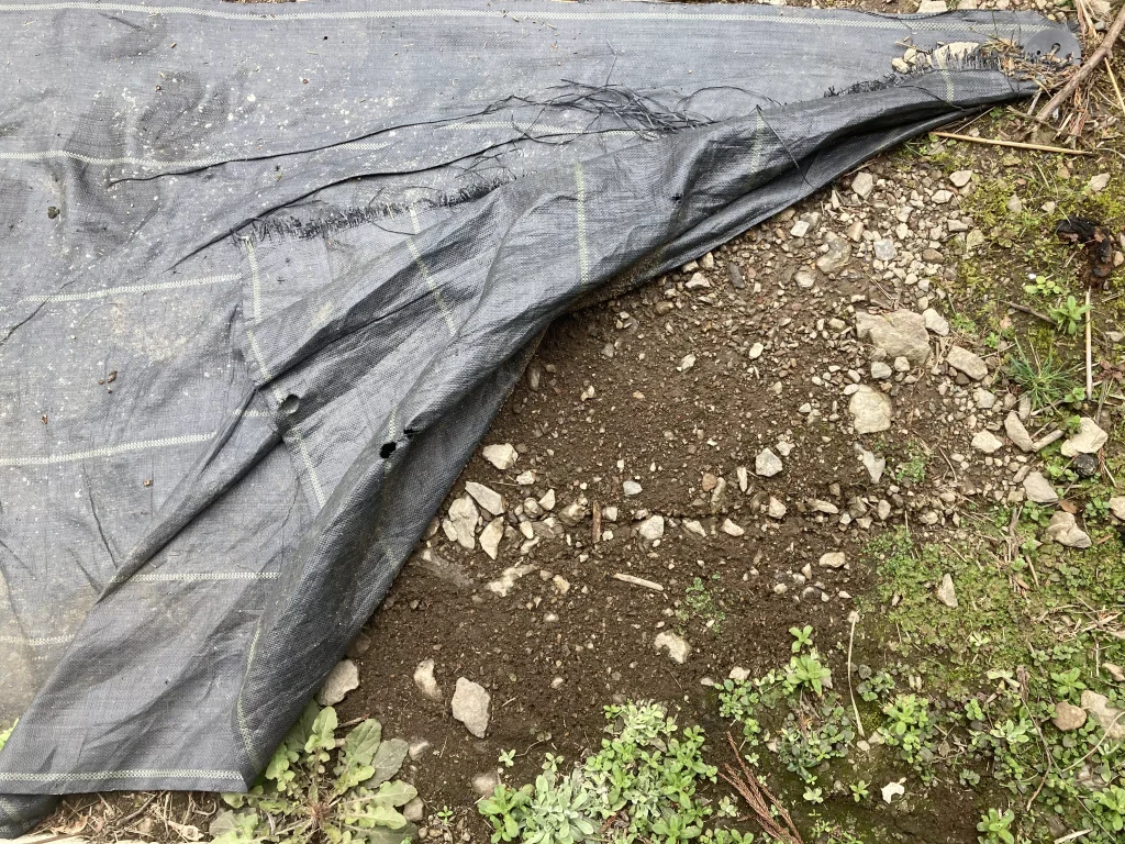 防草シートをめくってみた