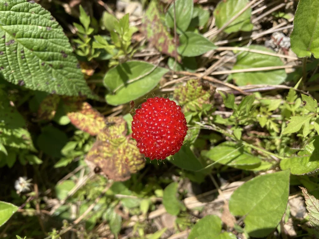 野イチゴとカメムシ