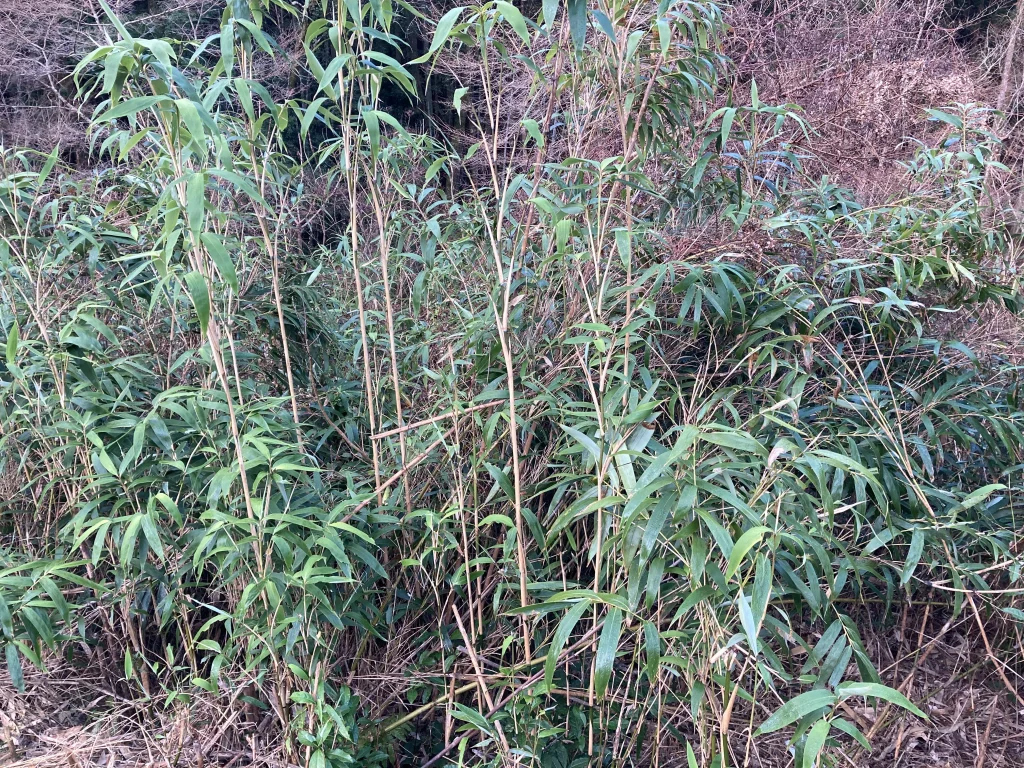 草刈機でも切れるレベルの竹林