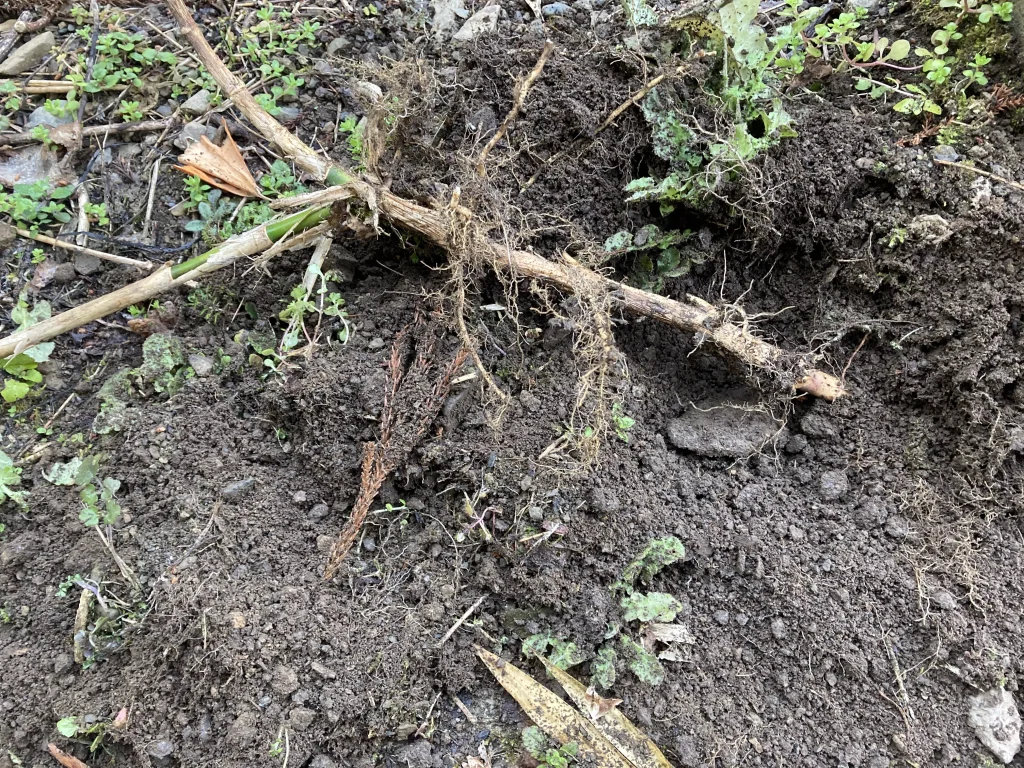 掘り起こしたタケの根