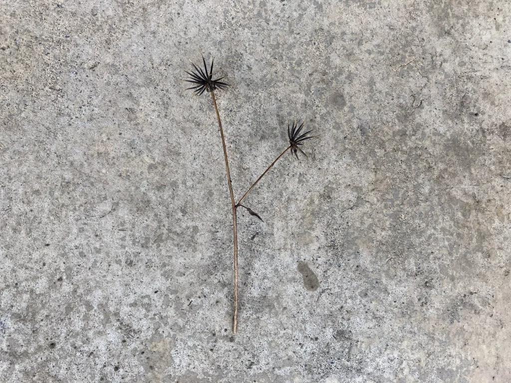 アメリカセンダングサ