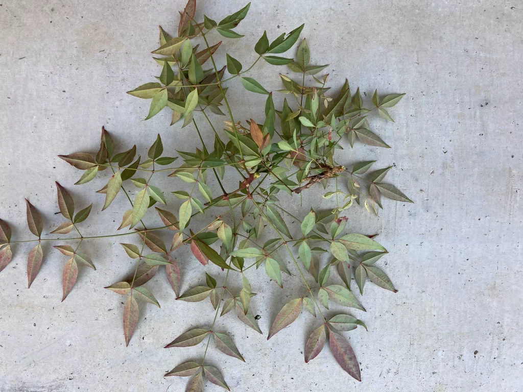 切り落とした南天