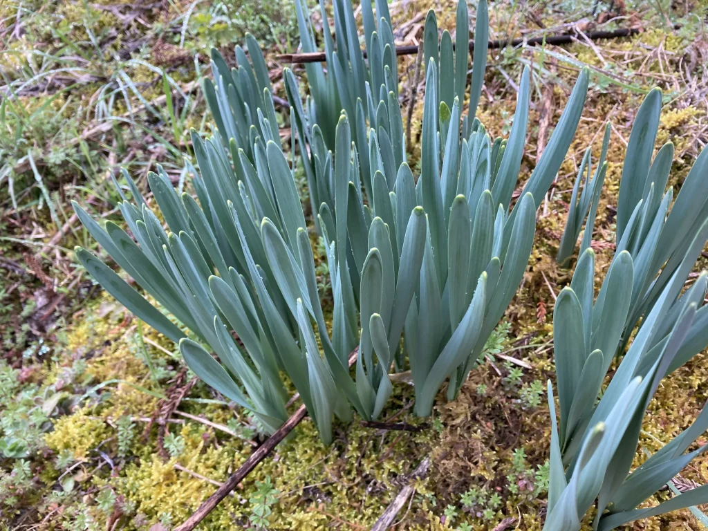 スイセンの新芽