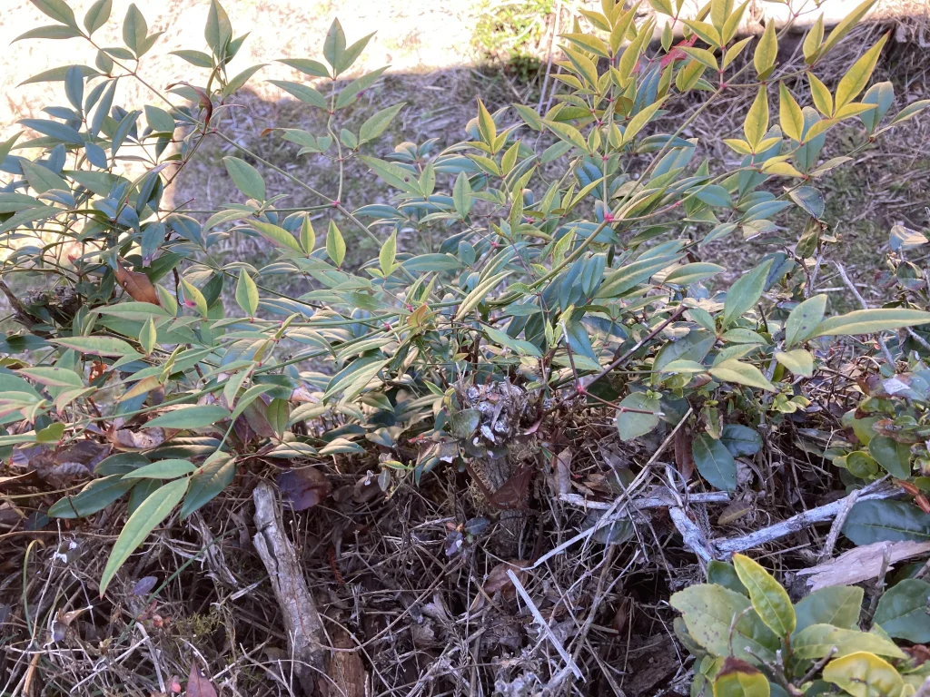 切った枝と南天の新芽