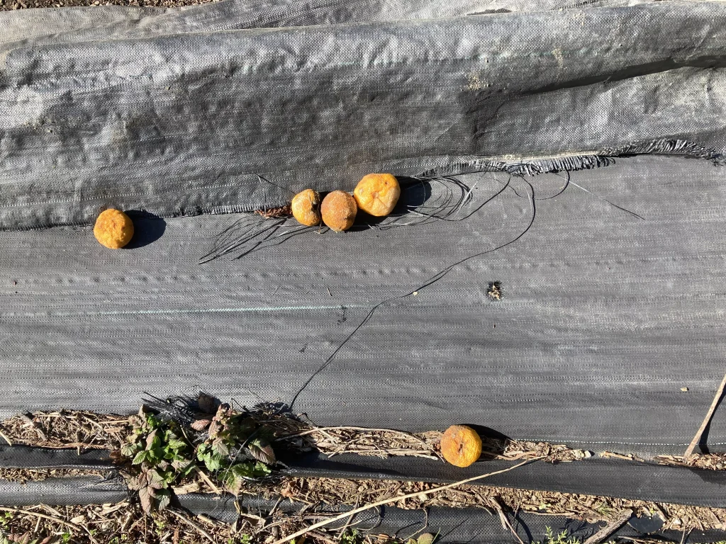 無造作に落ちた柚子の実