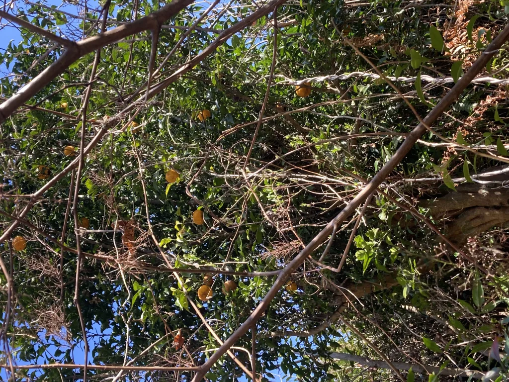 収穫前の大量の柚子