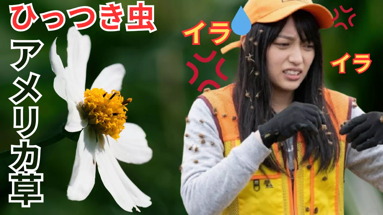 ひっつき虫の簡単な取り方！犬やセーターのトゲトゲも一網打尽でイライラ解消