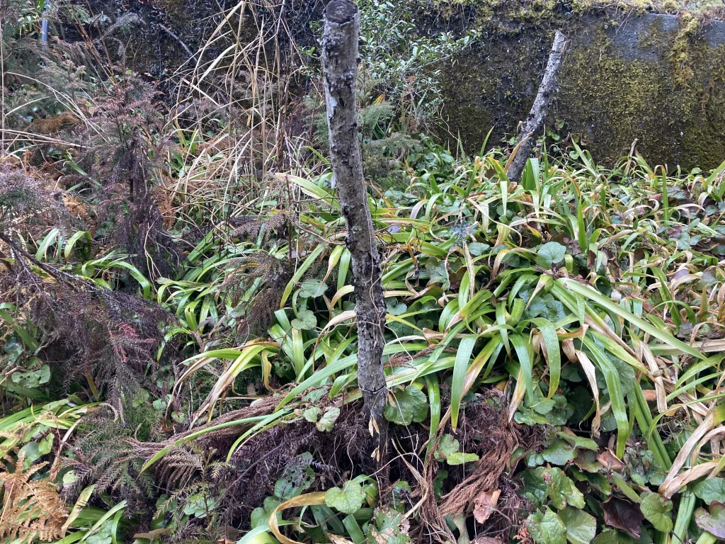 枯れたタラの木