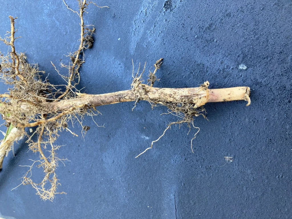 掘り起こしたタケの根観察