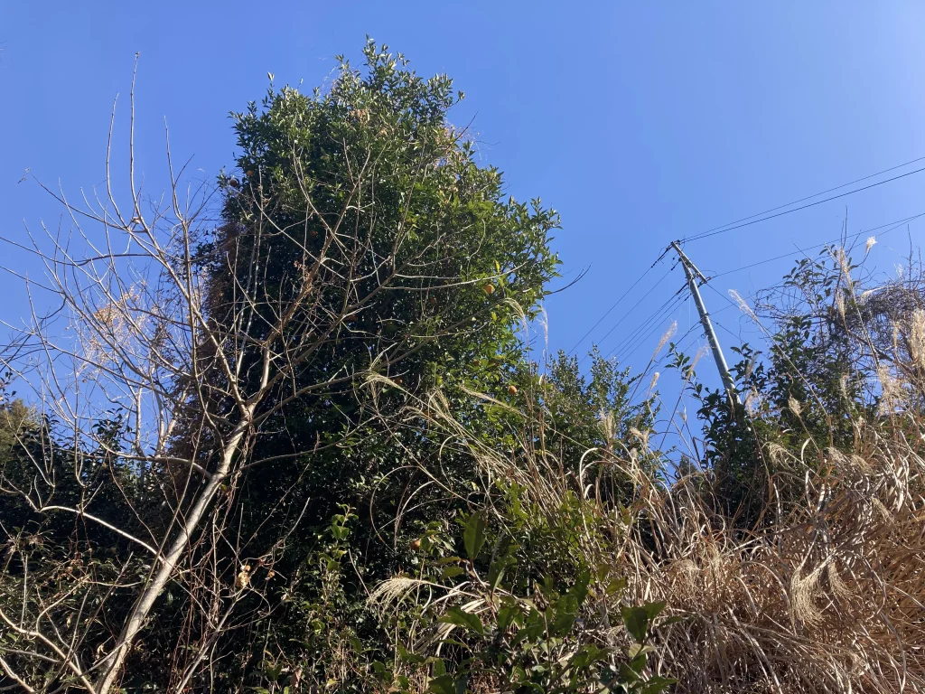 成長して巨大化した柚子