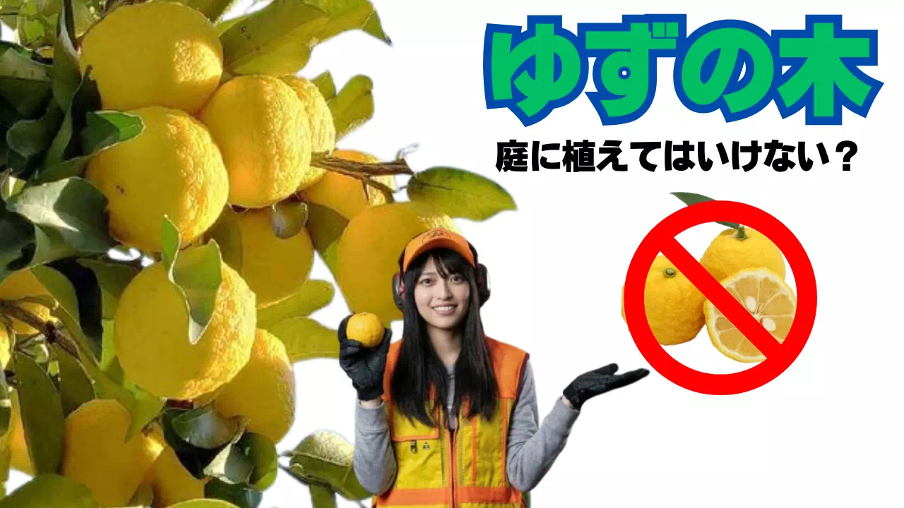 柚子の木は庭に植えてはいけないって本当？害虫駆除のプロが徹底解説