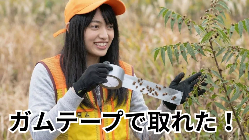 ガムテープで引っ付き虫を取る