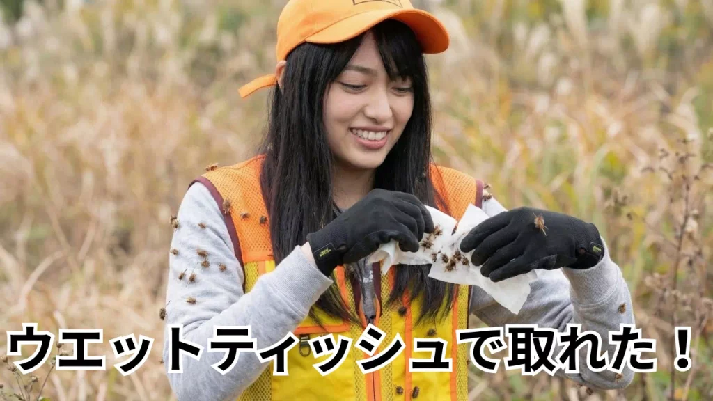 ウェットティッシュでひっつき虫を取る