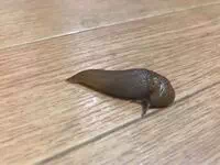 床を這うナメクジ