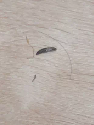床を這うナメクジ2